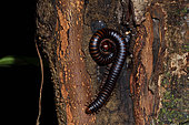 Iule (Orthoporus lomonti) sur un tronc d'arbre en forêt, Montagne de Kaw-Roura, Guyane Français