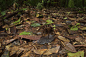 Goliath birdeater tarentula (Theraphosa blondi ) in the forest (subject of 30 cm in diameter, it is the largest species of mygale discovered to date, Regional Natural Reserve Tresor, French Guiana