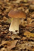 King bolete (Boletus edulis)