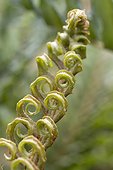 chilean hard fern (Blechnum cordatum)