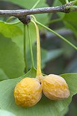 Maidenhair tree (Ginkgo biloba), fruits