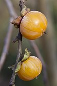 American persimmon (Diospyros virginiana) fruits