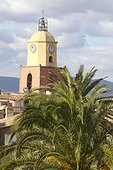 Canary Island Date Palm (Phoenix canariensis), and steeple of Saint-Tropez. Var. la France