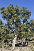 Cork oak (Quercus suber), Canadel pass, Var, France