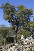 Cork oak (Quercus suber), Canadel pass, Var, France