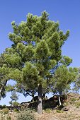 Maritime pine (Pinus pinaster), Canadel pass, Var, France