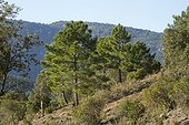 Maritime pine (Pinus pinaster), Canadel pass, Var, France
