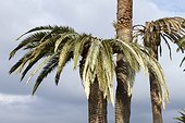 Damage of Red Palm Weevil (Rhynchophorus ferrugineus) on Canary Island Palm (Phoenix canariensis), La Croix Valmer, Var, France