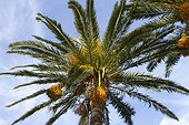 Fructification of Canary Island Date Palm (Phoenix canariensis), La Croix Valmer, Var, France
