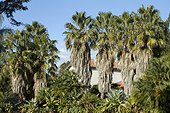 Skyduster palm (Washingtonia robusta)