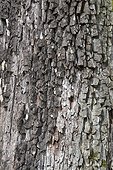 American persimmon (Diospyros virginiana) bark