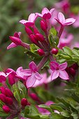 Garland flower (Daphne cneorum) flowers
