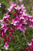 Garland flower (Daphne cneorum) flowers