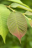 Chenmou elm (Ulmus chenmoui) leaves