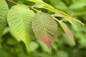 Chenmou elm (Ulmus chenmoui) leaves