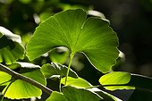 Maidenhair tree (Ginkgo biloba), leaf