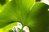 Maidenhair tree (Ginkgo biloba), leaf