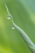 Drops of dew on a young leaf wrapped of Kahili Ginger (Hedychium gardnerianum)