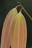Japanese cinnamon (Cinnamomum japonicum) young leaves
