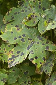 Tar spots on sycamore maple leaves in a garden