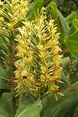 Longose, Kahili ginger (Hedychium gardnerianum) flowers