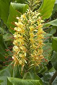 Longose, Kahili ginger (Hedychium gardnerianum) flowers