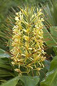 Longose, Kahili ginger (Hedychium gardnerianum) flowers