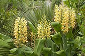 Longose, Kahili ginger (Hedychium gardnerianum) flowers