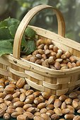 Noisettes, fruits du Noisetier (Corylus avellana) dans un panier