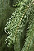 West Himalayan spruce (Picea smithiana)