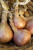 Pink onion Roscoff (Allium cepa). Registered designation of origin (AOC).