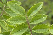 Thorn-elm (Hemiptelea davidii) leaves