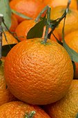 Clementines 'Oronules'