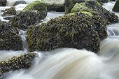 Estuary wrack. Stream meetting the Aber Benoît, Saint-Pabu, Finistère. Bretagne. France - Fucus ceranoides