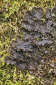 Lichen (Peltigera praetextata), The Gouffre, Huelgoat, Finistère, Brittany, France