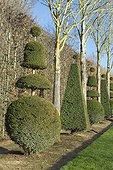 Yew (Taxus baccata) cut in topiary in front of a bower, Park of the Palace of Versailles, France