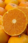 Tangors 'Nadorcott' Citrus reticulata x Citrus sinensis Mandarine ClemenGold