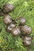 Monterey Cypress (Cupressus macrocarpa) cones