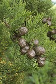 Monterey Cypress (Cupressus macrocarpa) cones