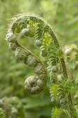 Soft shield fern (Polystichum setiferum) fern crosier