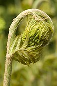 Royal fern (Osmunda regalis) Fern crosier
