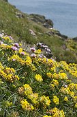 Kidney vetch (Anthyllis vulneraria) and Thrift seapink (Armeria maritima) on a coastal cliff, Locmaria-Plouzané, Finistère, Brittany, France