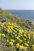 kidney vetch (Anthyllis vulneraria) on a coastal cliff with Crozon peninsula, Locmaria-Plouzané, Finistère, Brittany, France