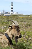 Goat (Capra hircus), male grazing in the moor on the island of Ushant with in the background the lighthouse of Créac'h, Finistère, Brittany, France