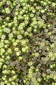 Umbrella liverwort (Marchantia polymorpha) with male and female sex organs.