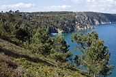Maritime pine (Pinus pinaster) in the Crozon peninsula. Finistere. Britain. la France