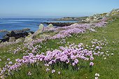Thrift seapink in bloom on Ile de Batz. Finistère. Bretagne. France.