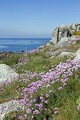 Thrift seapink in bloom on Ile de Batz. Finistère. Bretagne. France.
