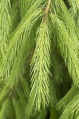 West himalayan spruce (Picea smithiana) young needle