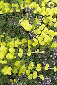 Creeping jenny (Lysimachia nummularia) 'Aurea' mixed with Thyme (Thymus repens)